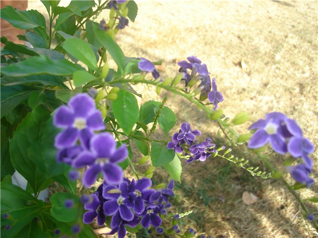 duranta